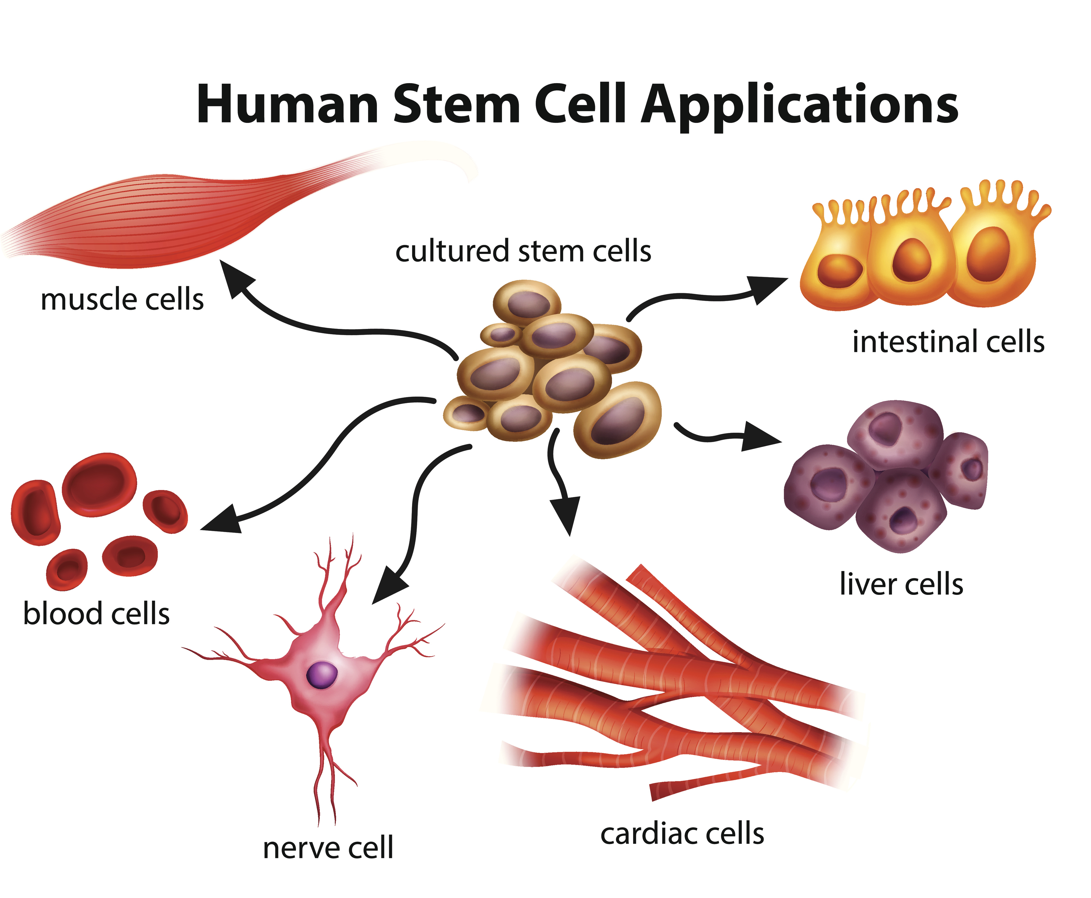 weMED Human Stem Cell applications, muscle cells, cultured stem cell, intestinal cells , 4126 Southwest Fwy # 1130, Houston, TX 77027, United States