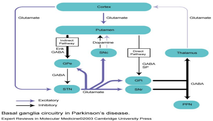 weMEDClinics, Ganglia circuitry parkinson's disease, Treatment, Dr. Bing You