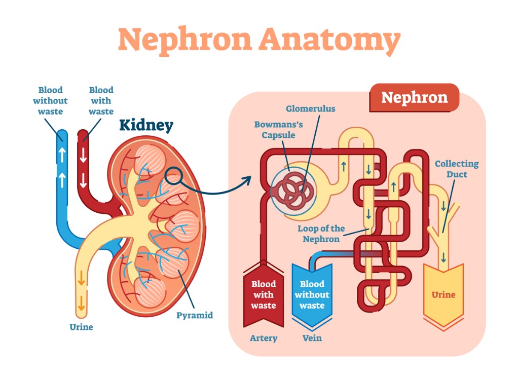 Nephron Anatomy -weMED Clinics - Woodlands, Texas