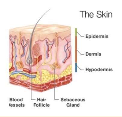 Skin Regenerations, Treatment Hair Follicle, 4126 Southwest Fwy # 1130, Houston, TX 77027, United States