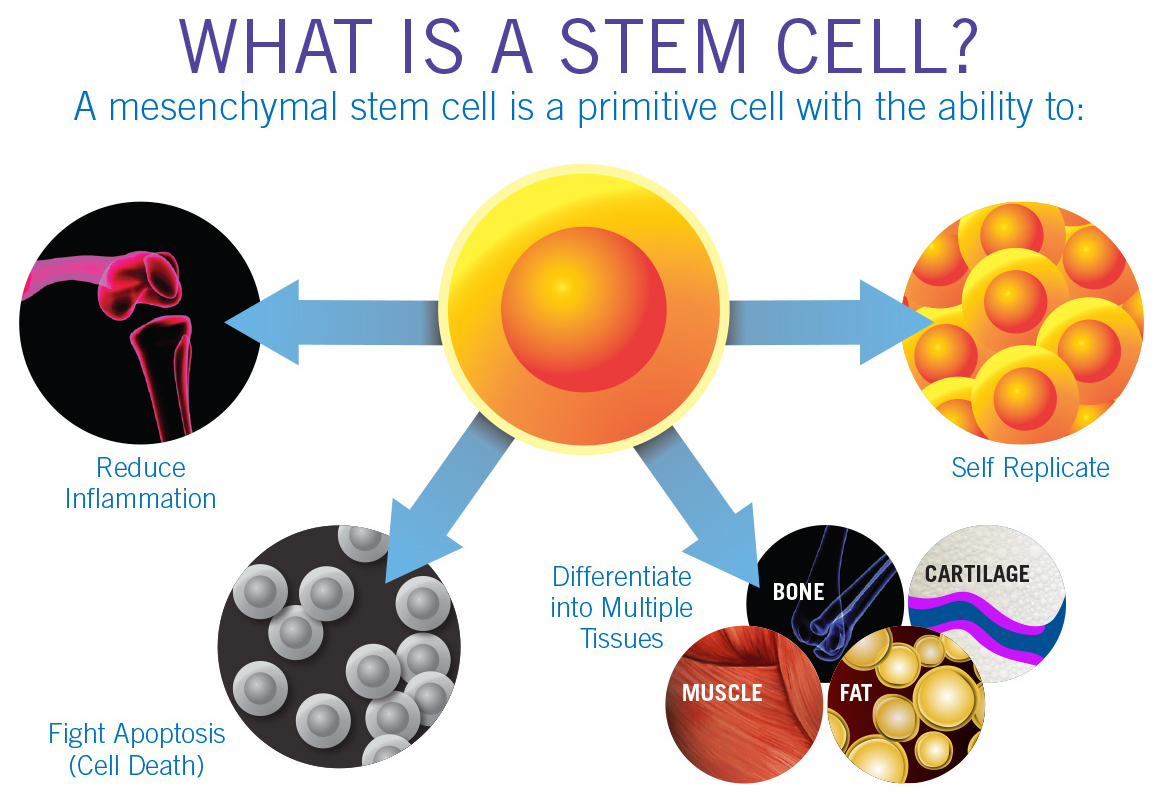 weMED what is a stem cell? a mesenchymal stem cell is a primitive cell , 4126 Southwest Fwy # 1130, Houston, TX 77027, United States