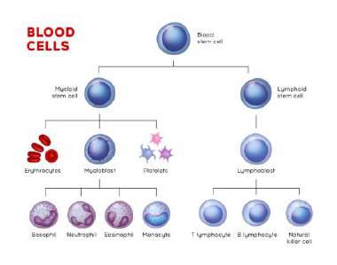 weMED blood cell flow chart , 4126 Southwest Fwy # 1130, Houston, TX 77027, United States
