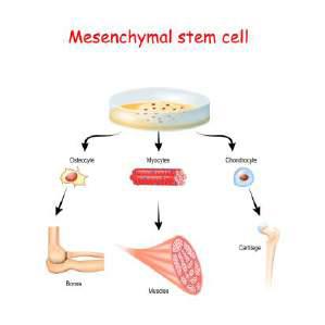 weMED Mesenchymal stem cell , 4126 Southwest Fwy # 1130, Houston, TX 77027, United States