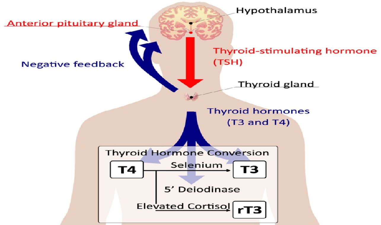 Thyroid Hormone Conversion-treatment-weMED